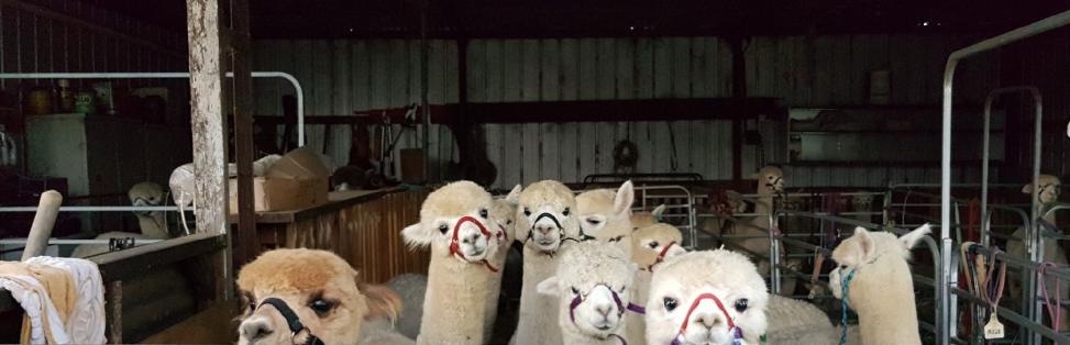 Possible Banner for Web Page