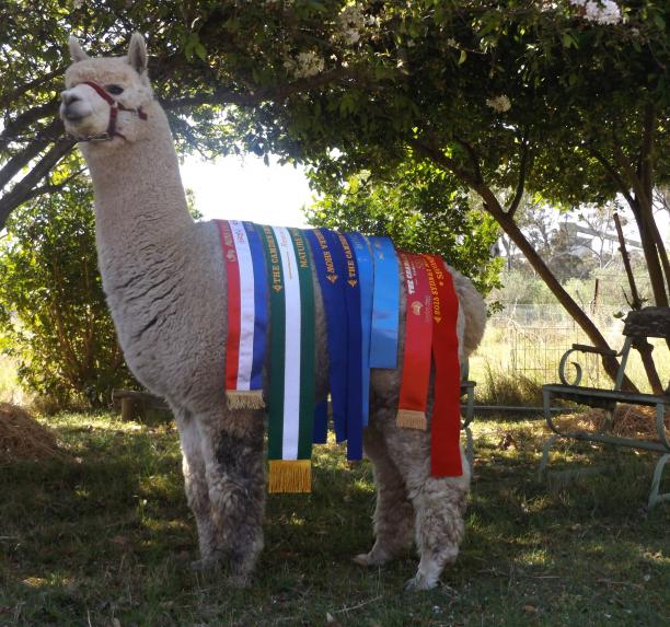 Coolaroo Dartesso De Venezia ET